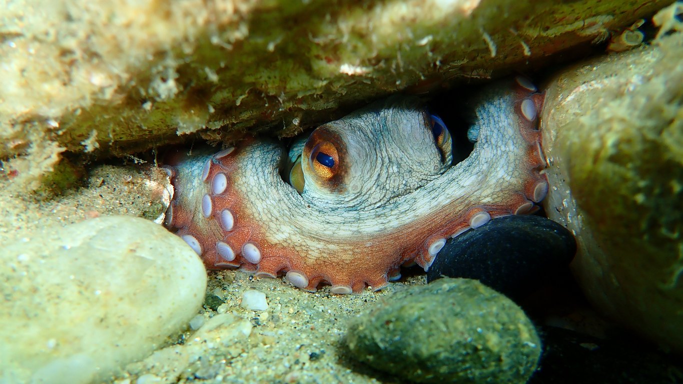 Randonnée Palmée – Balade Sous-Marine à Villefranche-sur-Mer - Photo 3